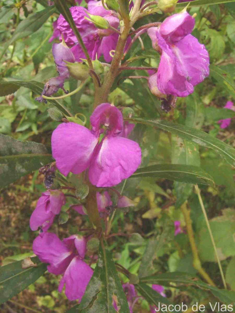 Impatiens balsamina L.